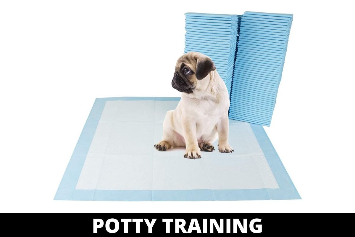 DOG POTTY TRAINING