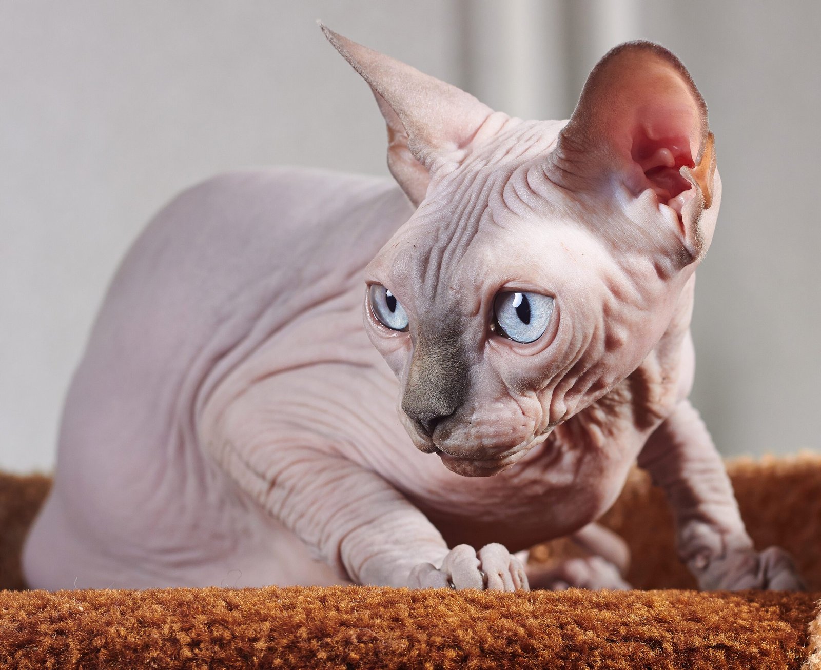 Sphynx cat
