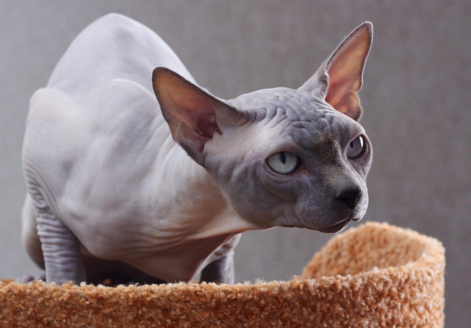 Sphynx cat