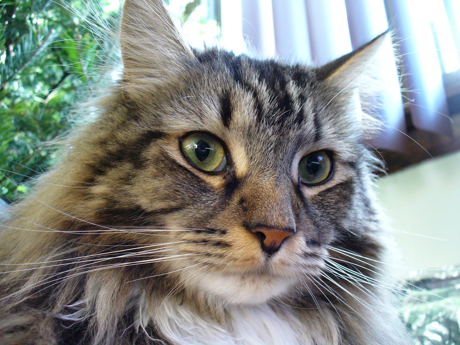 maine coon cat