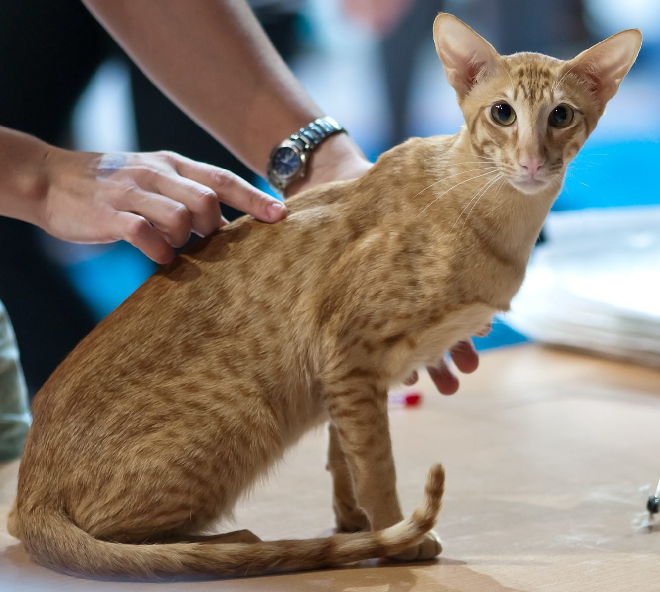 oriental shorthair cat