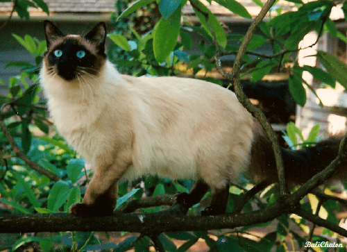 Balinese cat