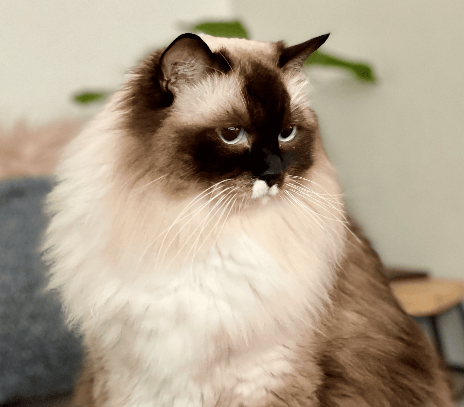 ragdoll cat