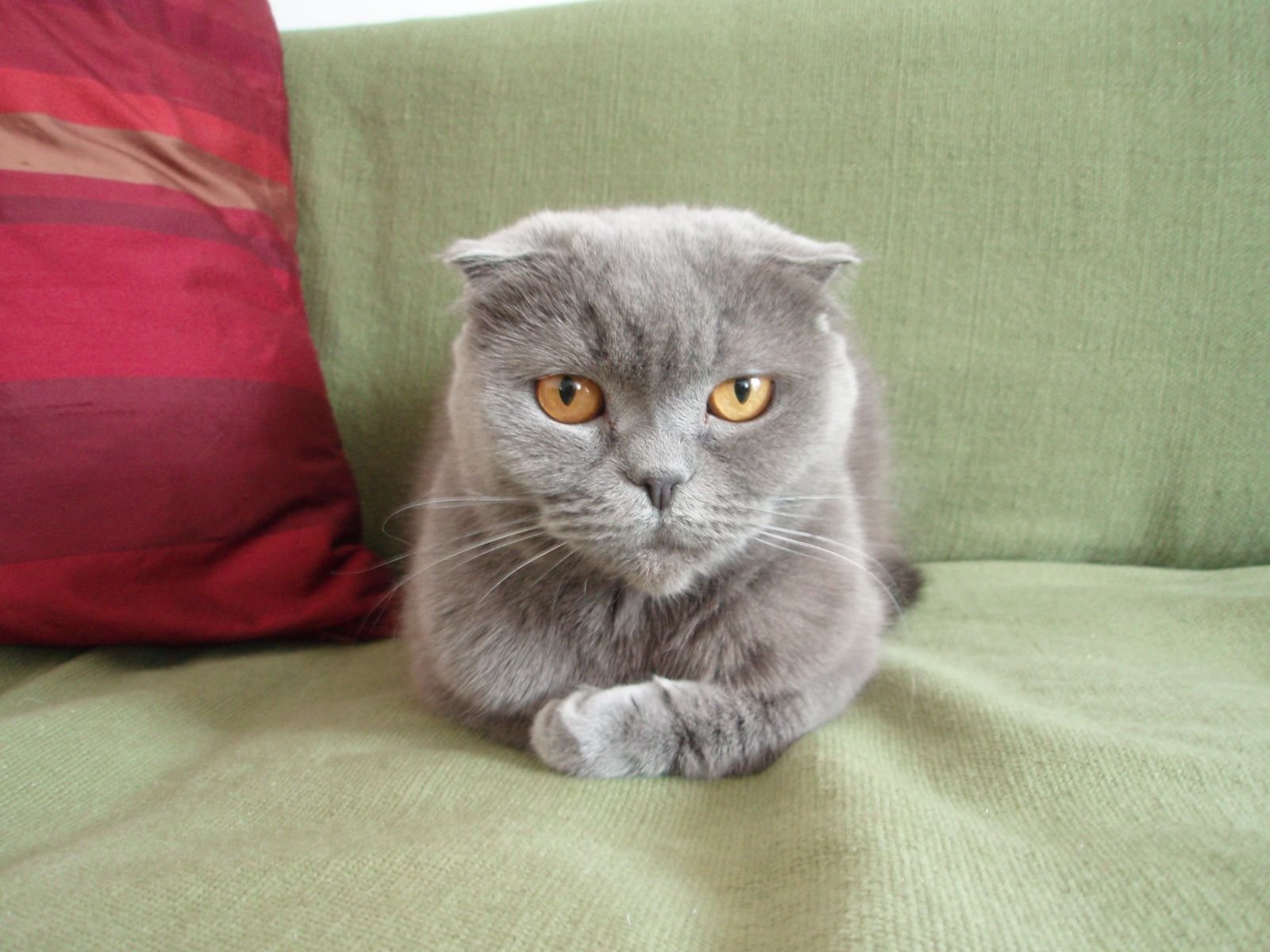 scottish fold cat 
