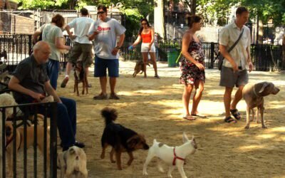 Are Dog Parks Good for Dogs?