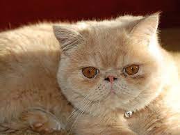 exotic cat