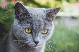 Blue russian cat