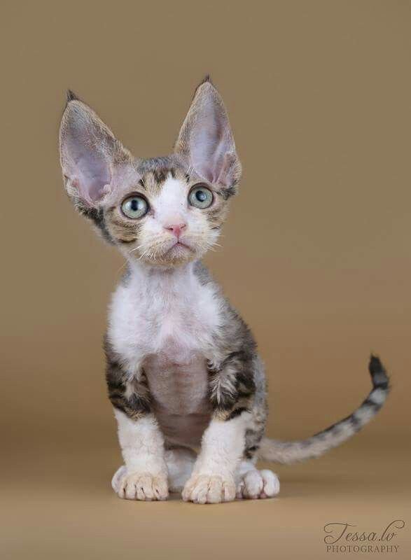 Devon rex