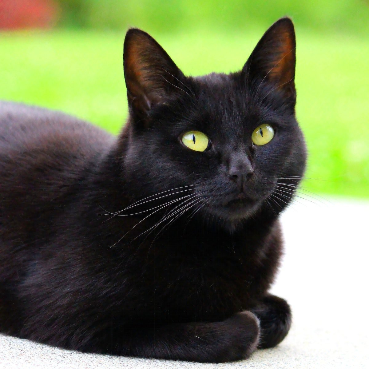 Bombay cat