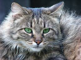 siberian cat