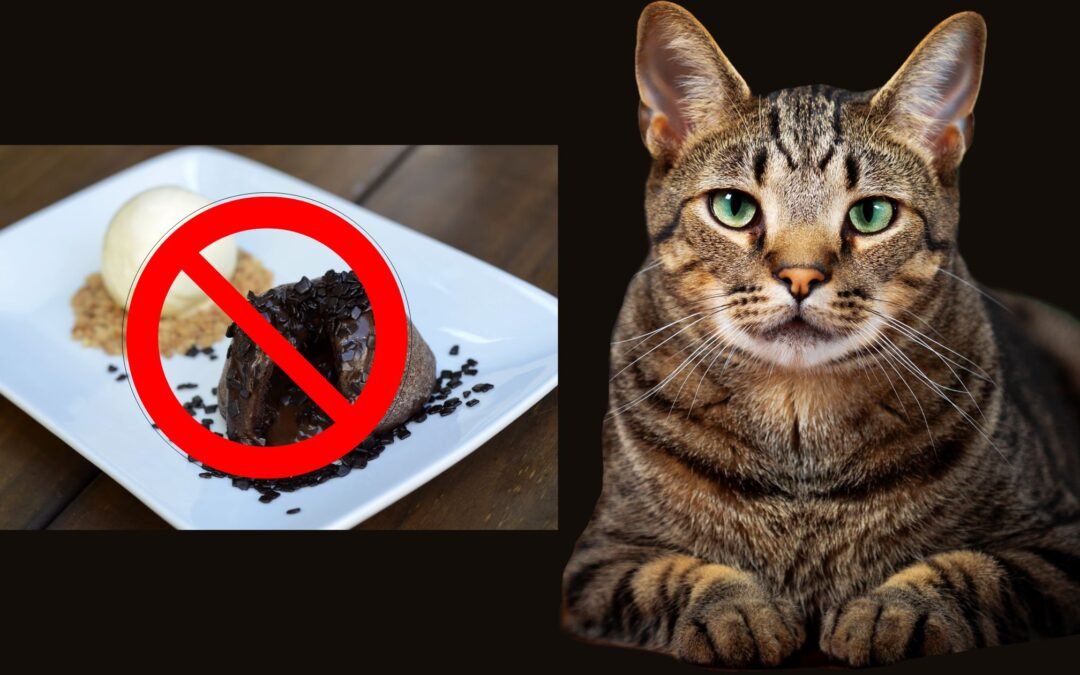 Can cats eat chocolate?